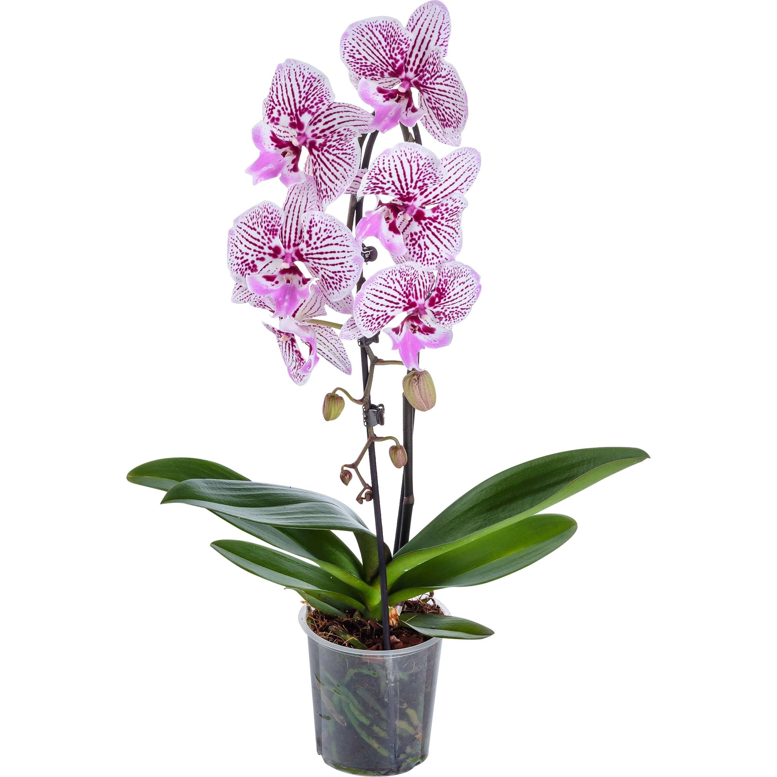 Zobrazit nabídku Orchidea Phalaen."Cascade" 