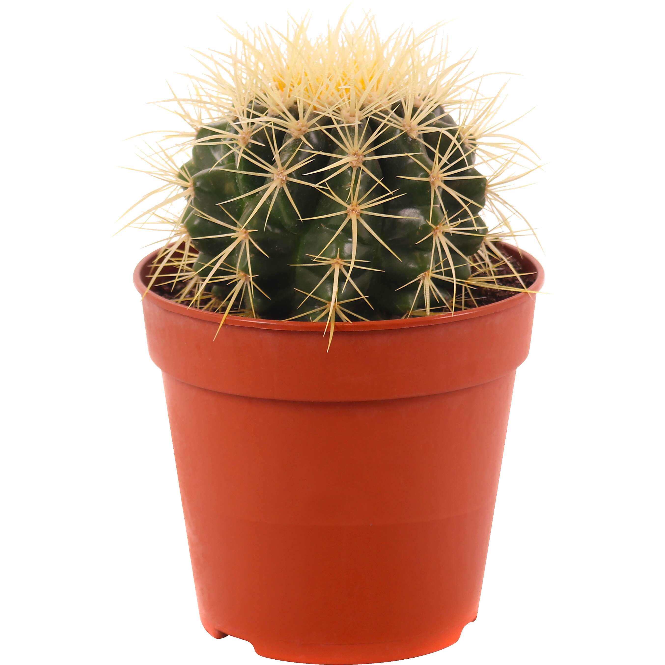 Zobrazit nabídku Kaktus Echinocactus grusonii 