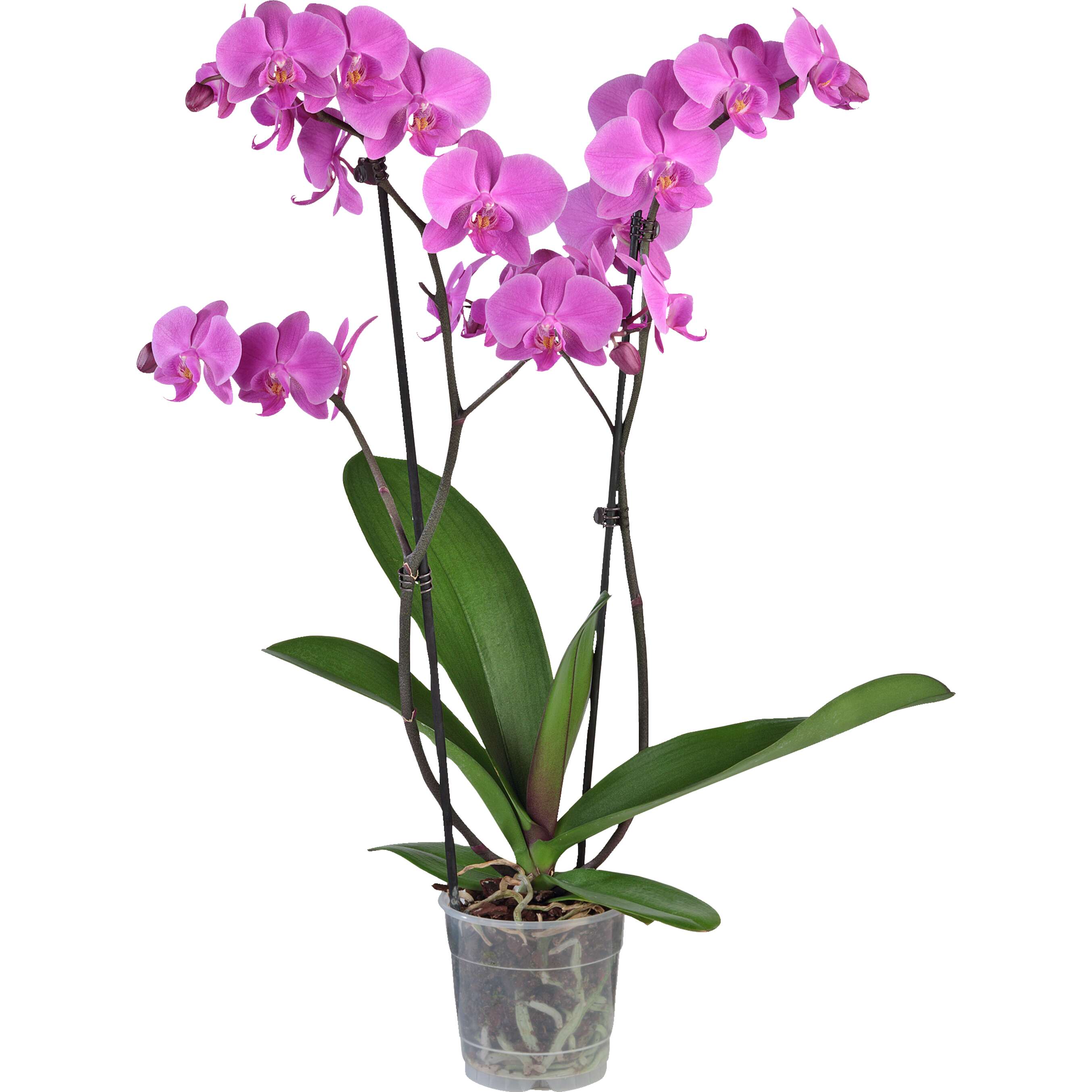 Zobrazit nabídku Orchidea-Phalaenopis 