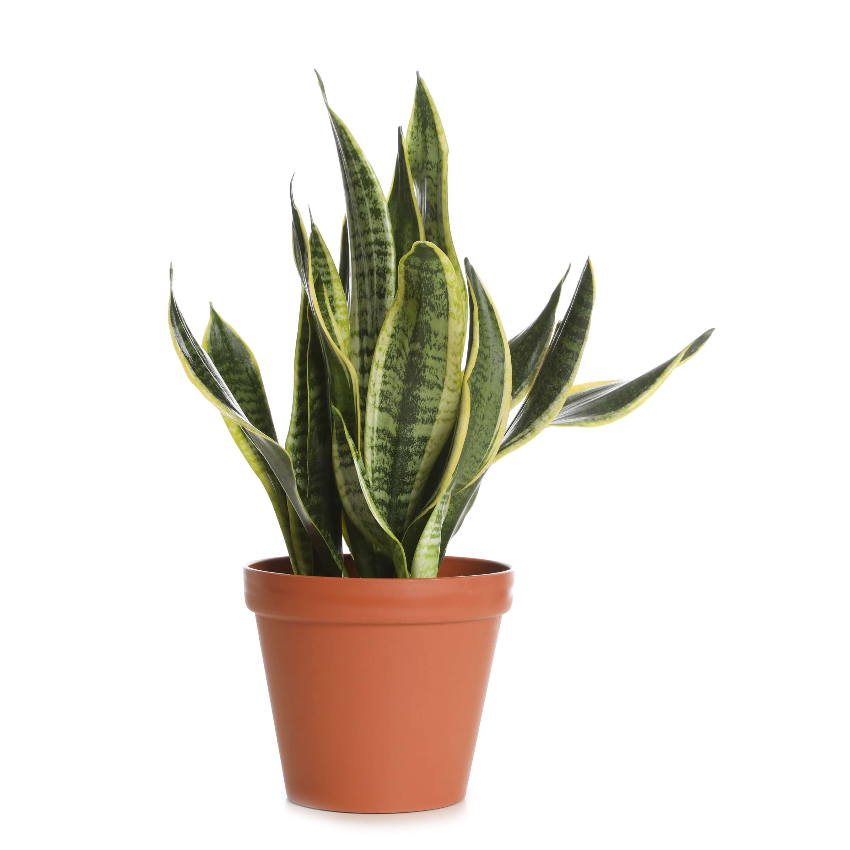 Fotografija ponude Sobne zelene biljke 