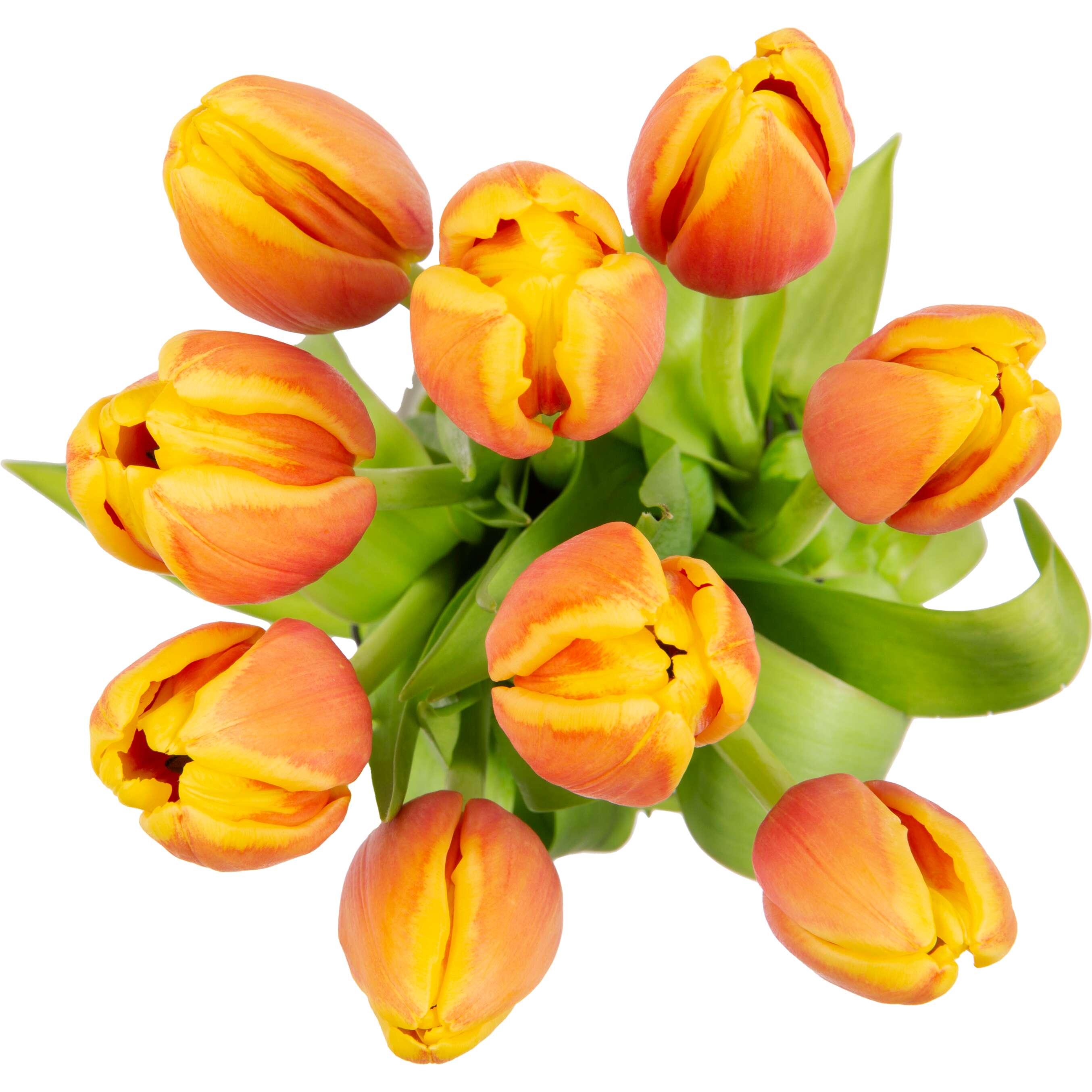 Fotografija ponude Tulipani 