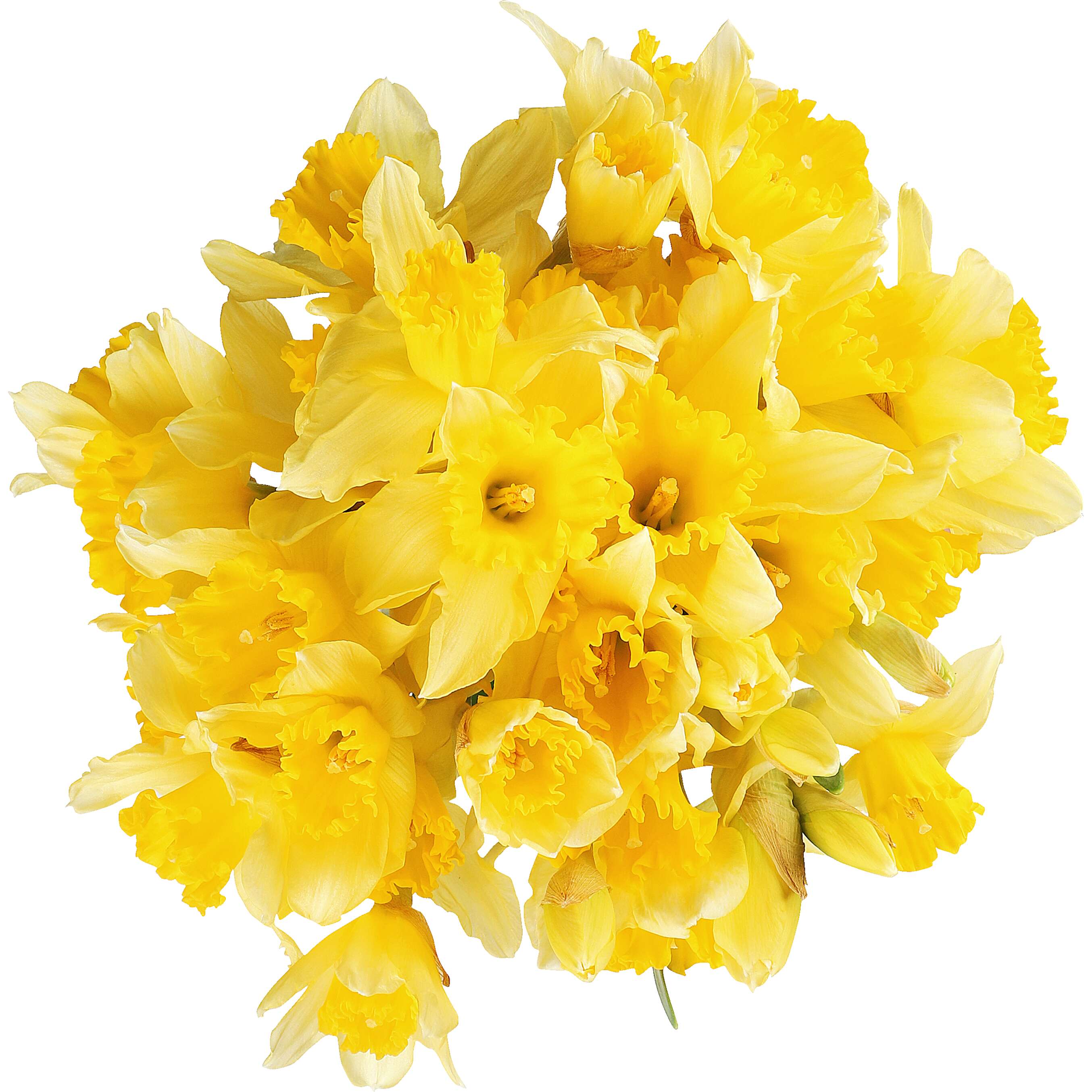 Fotografija ponude Buket narcise 35 cm 