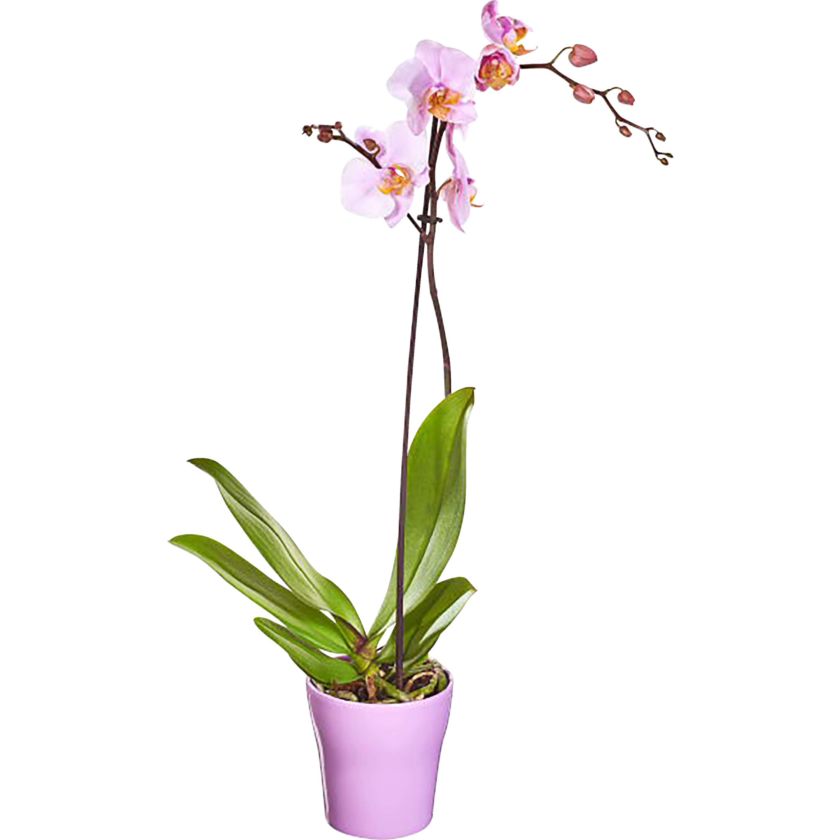 Afișarea ofertelor Orhidee Phalaenopsis 