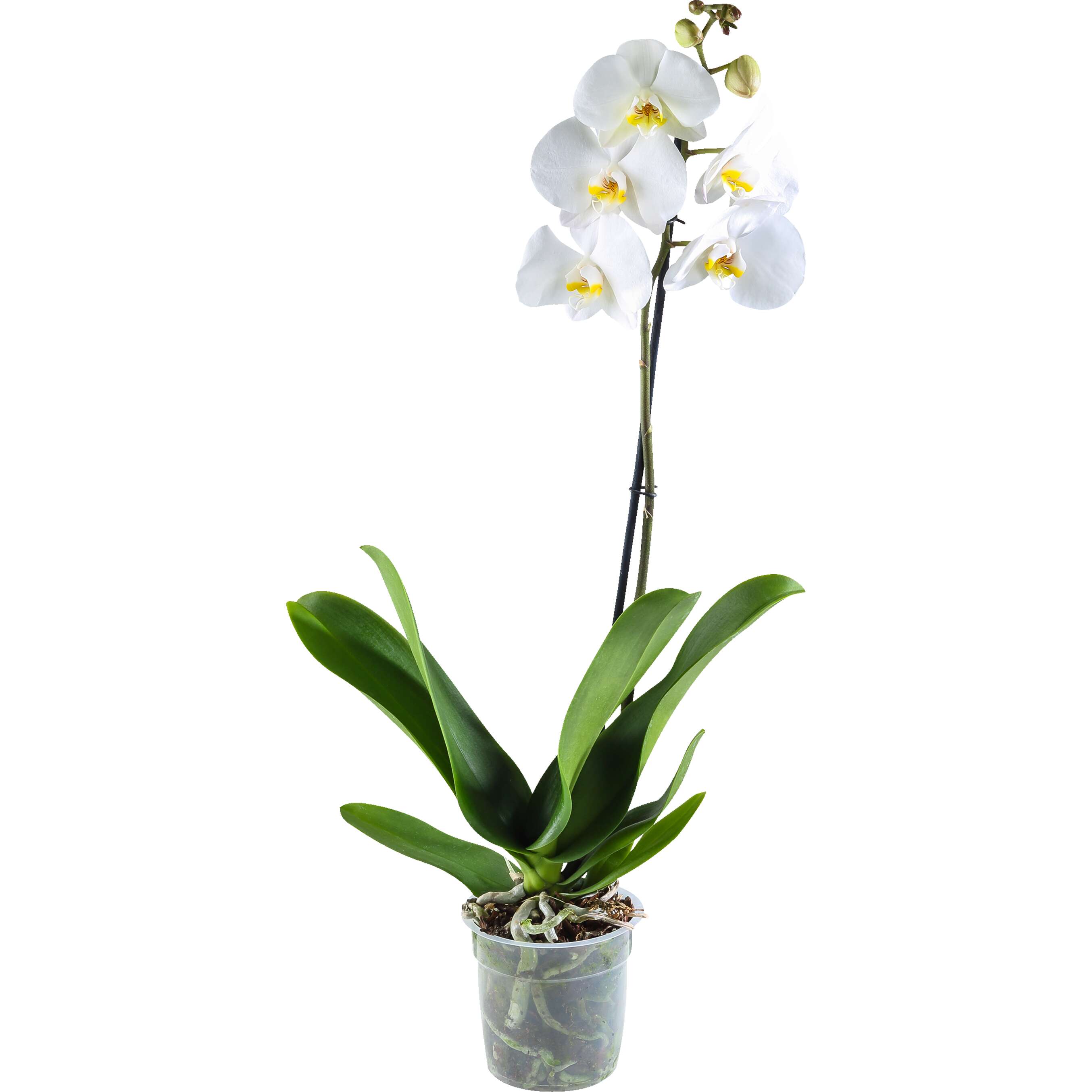 Zobrazenie výrobku Orchidea 1-výhonková (Phalaenopsis)