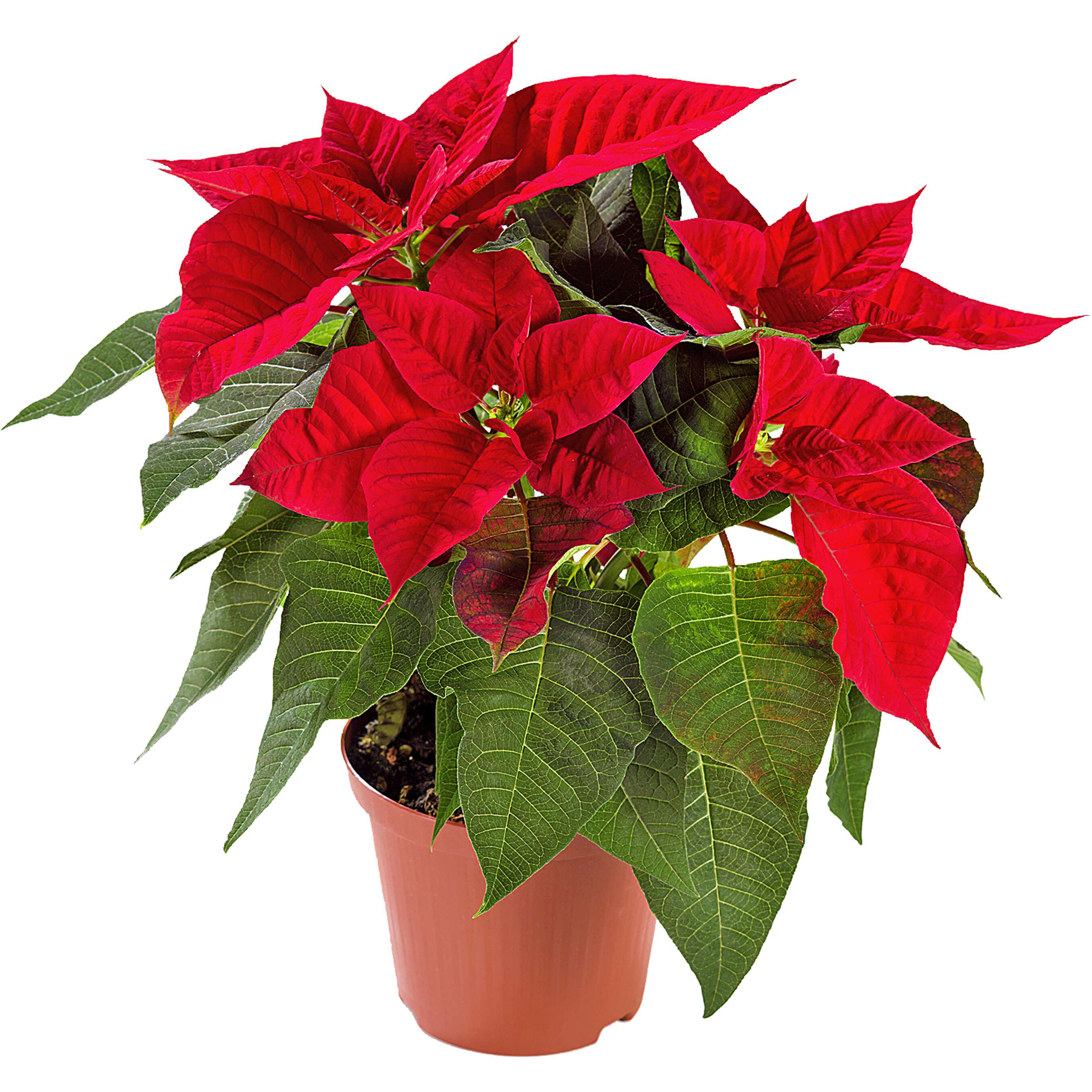 Zobrazenie výrobku Vianočná hviezda (Euphorbia pulcherrima)